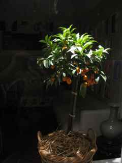 Elixir's Ninth Feng Shui Window Kumquat Tree